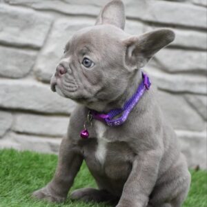 Doggo name, nickname