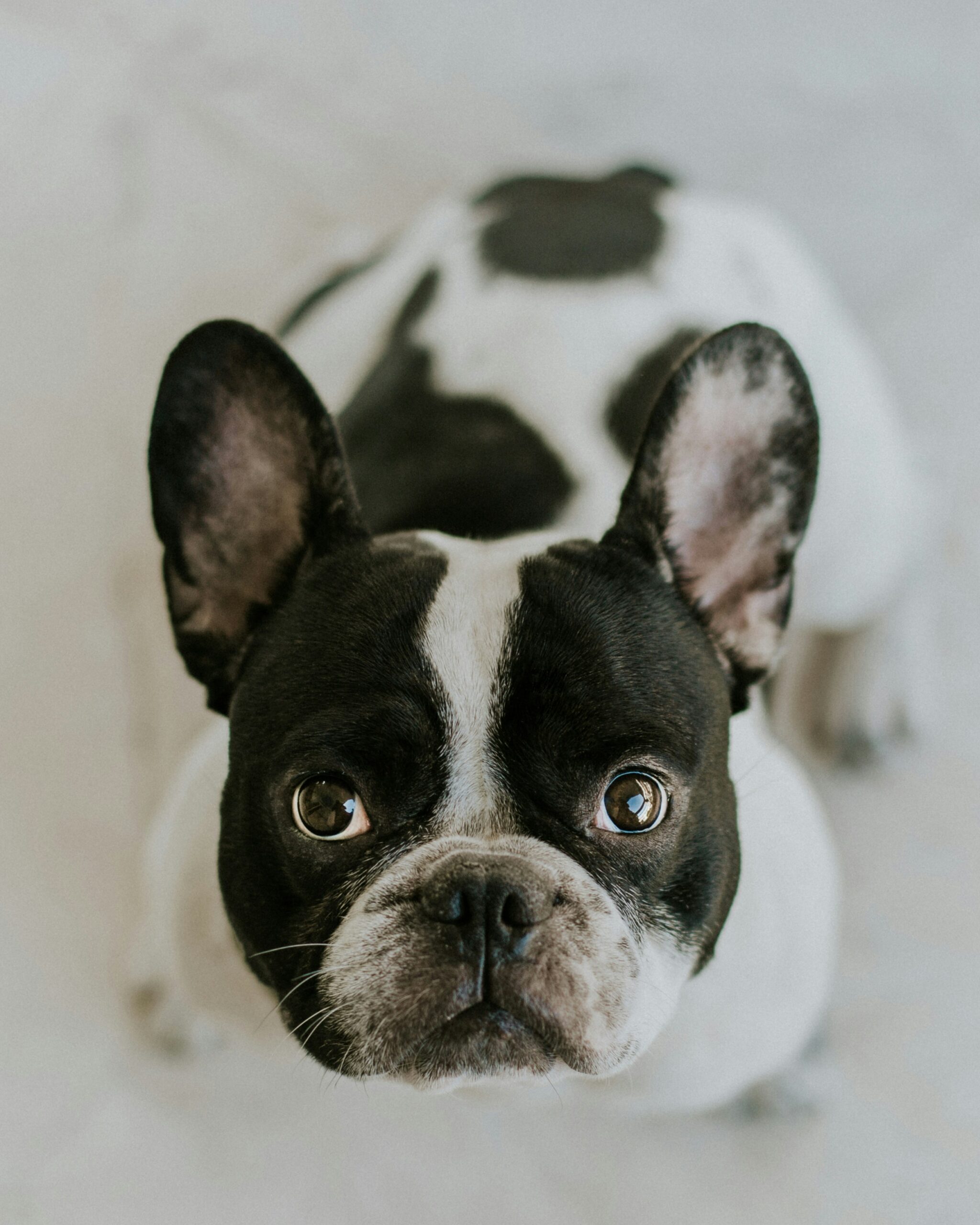 Exploring the Colorful World of French Bulldogs