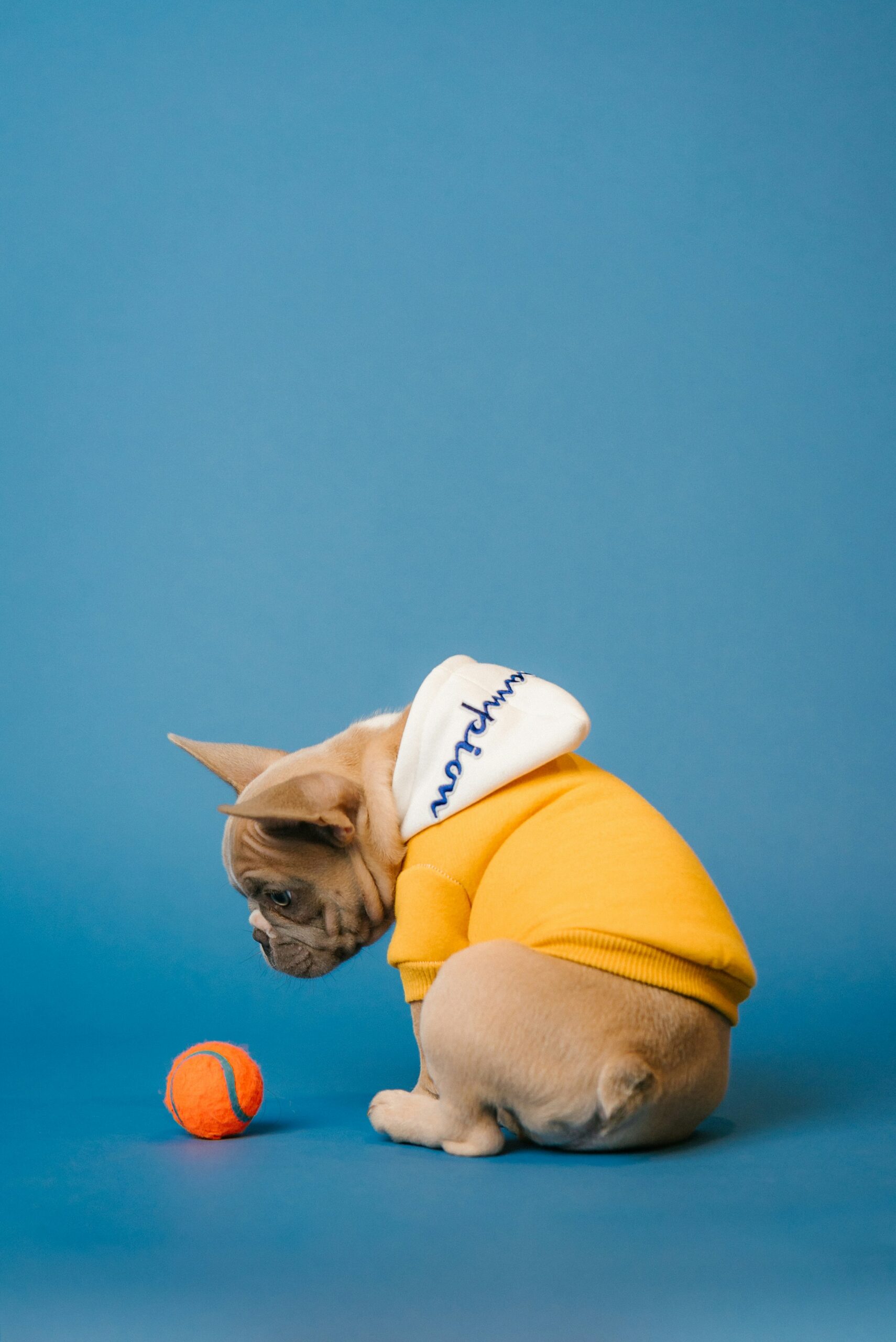 The Adorable World of French Bulldogs
